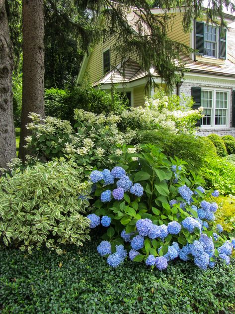 Halo Dogwood, Ivory Halo Dogwood, Red Twig Dogwood, Vinca Minor, Twig Dogwood, Endless Summer Hydrangea, Foundation Planting, Traditional Landscape, Contemporary Landscape