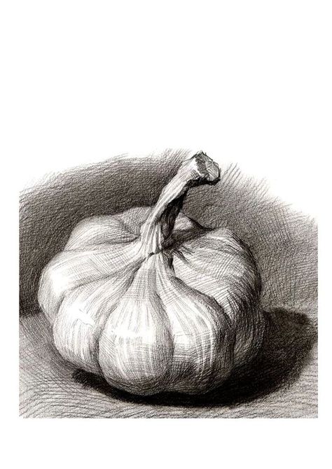 Pencil Hatching Sketch, Garlic Sketch, Chiaroscuro Drawing, Garlic Drawing, Cross Hatching Drawing, Hatching Drawing, Birds Cartoon, Hatch Drawing, Still Life Sketch