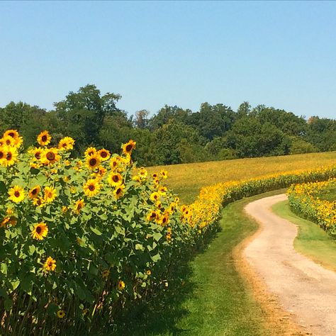 sunflower in maryland Sunflower Field Landscape, Sunflowers Landscape, Spring Landscape Photography, Sunflower Meadow, Sunflower Landscape, Garden Sunflowers, Sunflowers Garden, Sunflowers Field, Full Sun Flowers