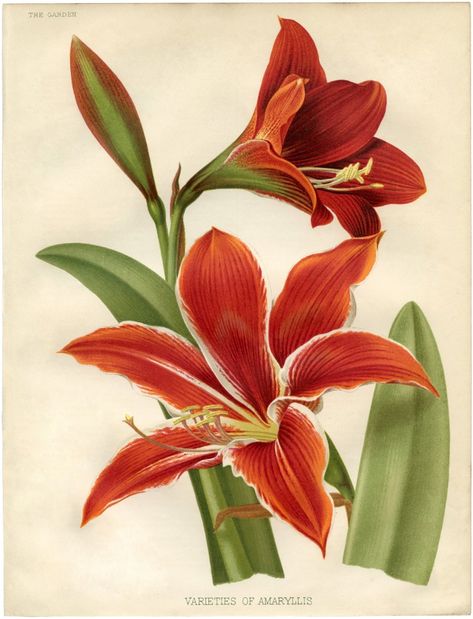 Free Christmas Printable Botanical Amaryllis... grab the full size Printable on The Graphics Fairy, and print out for some Instant Wall Decor! Graphic Fairy, Old Book Art, Red Amaryllis, Painting Embroidery, Illustration Botanique, Graphics Fairy, Famous Paintings, Vintage Botanical Prints, Holiday Printables