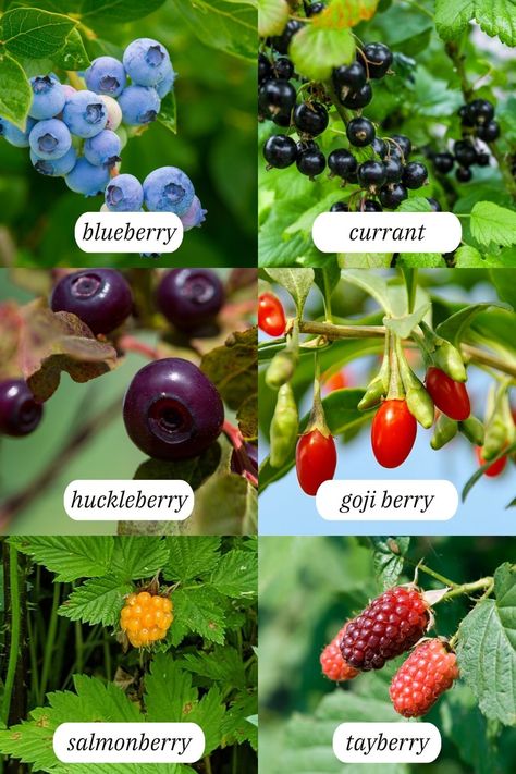 full list of berries to plant in the garden Perennial Food Plants, Berry Plants Garden, Blueberry Plants Gardening, Berry Garden Layout, Growing Berries, Backyard Orchard, Pnw Garden, Food Forest Garden, Types Of Berries