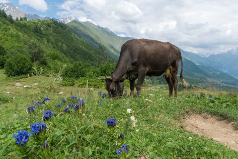 Do you ever wonder what animal only eats plants? Well, you're in luck! In this blog post, we'll be exploring animals that are exclusively plant-eaters.



From...
#food #Features