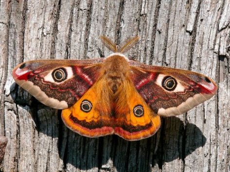 Bug Reference, Uk Moths, Emperor Moth, Moth Fly, Colorful Moths, Cute Moth, Moth Wings, Tiger Moth, Moth Art