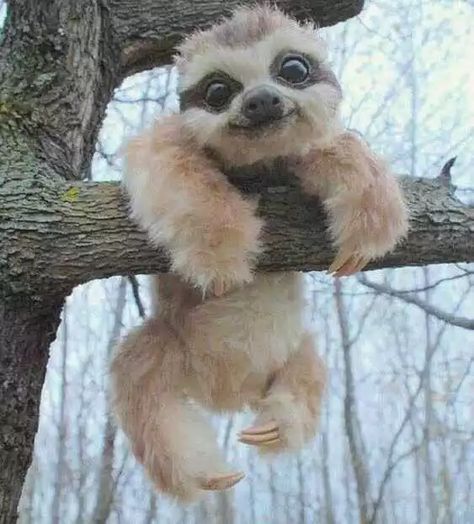 Baby Sloth, Sloth, A Tree, Animals