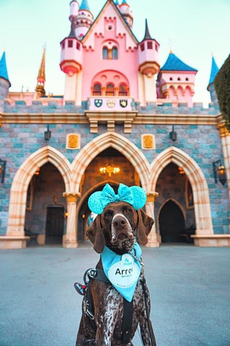 Disney Service Dog Vest, Disney Service Dog, Service Dogs Gear, Dogs Stuff, Service Dog Vests, Emotional Support Animal, Assistance Dog, Dog Vest, Service Dog