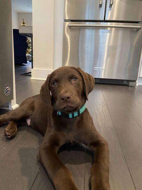 Lab Retriever Mix Puppy, Chocolate Lab With Blue Eyes, Brown Lab Puppies, Chocolate Labs Full Grown, Chocolate Golden Retriever, English Chocolate Lab, Chocolate Lab Blue Eyes, Chocolate Lab Aesthetic, Brown Lab Puppy