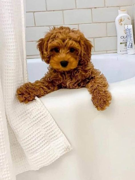 Top 3 Cavapoo Behavior Problems | Poodle Mix Club Teacup Cavapoo Full Grown, Cavapoochon Haircuts, Toy Cavoodle Full Grown, Small Poodle Mix Breeds, Cava Poo Puppies, Mini Cavapoo Full Grown, Red Cavapoo Full Grown, Cavapoo Haircut Styles Short, Full Grown Cavapoo