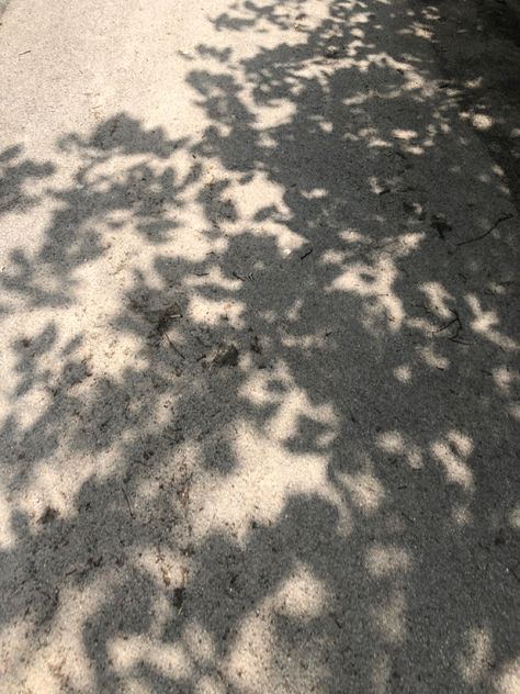 Tree Shadow Drawing, Komorebi Art, Tree Shadow Photography, Leaf Shadow Background, Shadow Photoshoot, Plant Shadow, Leaves Shadow, Mediterranean Forest, Leaf Shadow