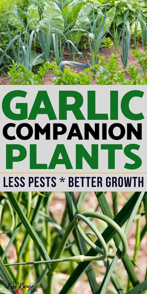 Garlic Planting How To Grow, Companion Herbs Planting, How To Grow Garlic, Garlic Drying, Garlic Farming, Garlic Companion Plants, Cucumber Companion Plants, Garlic Plants, When To Plant Garlic