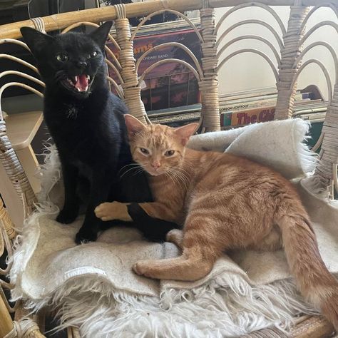 Black Cat And Dog Together, Us As Cats, Black And Orange Cat Duo, Orange And Black Cat Duo, Black Cat Orange Cat, Black And Orange Cat, Cat Couples, Soul Dog, Cats Couple