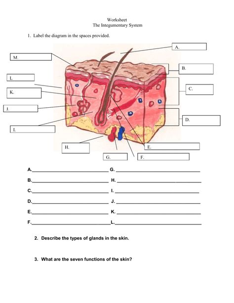 Integumentary System Worksheets Integumentary System, Biology Lessons, Nursing School Studying, Human Anatomy And Physiology, Skin Structure, Medical Knowledge, Color Worksheets, Homeschool Science, Body Systems