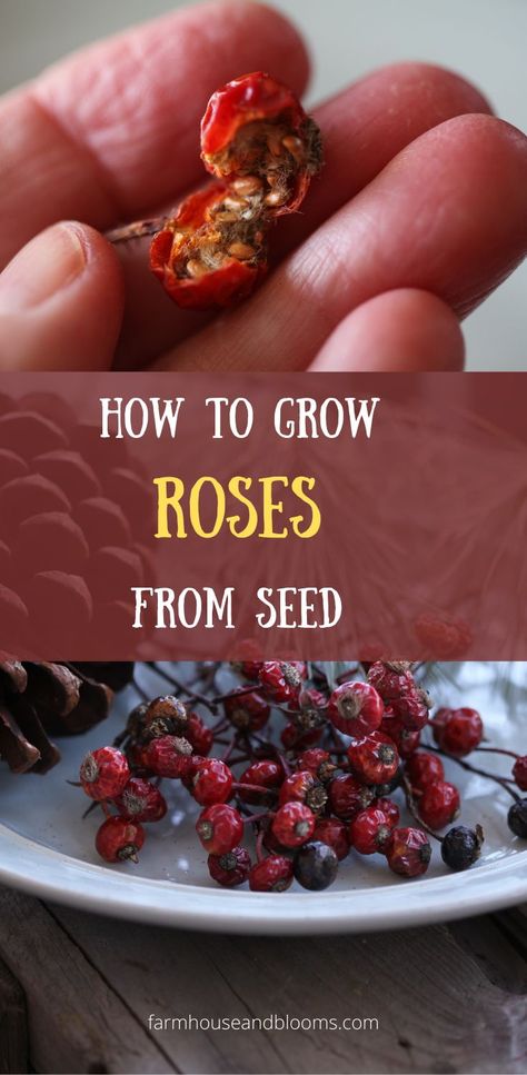 two pictures, one of a hand holding a rosehip opened to expose the rose seeds, and one of rosehips on a plate Rose Seeds How To Grow, How To Grow Roses From Seeds, Growing Roses From Seeds, How To Grow Roses, Propagating Roses, Box Organization, Rose Plant Care, Growing Moss, Knockout Roses