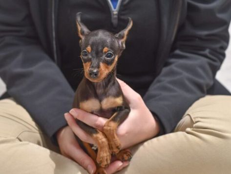 Explore the costs of owning a Miniature Pinscher, from initial purchase to ongoing care. Perfect for potential Min Pin owners planning their budget!  #MiniaturePinscher #MinPinCosts #PetBudgeting #PuppyExpenses #MinPinLove #DogOwnership #PetCareTips #FurryFriendFinance #DogLovers #MiniPinscherLife Min Pin Puppies, Min Pin Dogs, Mini Pinscher, Dog Things, Min Pin, Very Cute Dogs, Miniature Pinscher, Cute Animals Images, Pet Care Tips