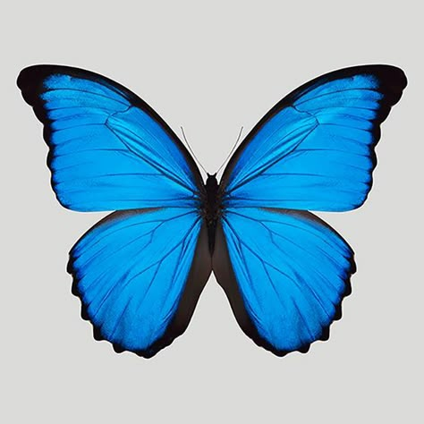 Morpho Azul, Anjing Bulldog, Image Bleu, Blue Butterfly Wallpaper, Zestaw Ikon, Blue Morpho Butterfly, Morpho Butterfly, Blue Morpho, Butterfly Photos