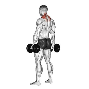 Neck Muscles Workout, Workout For Neck, Shrug Exercise, Shrugs Workout, Dumbbell Shrugs, Neck Strengthening Exercises, Shoulder Press Workout, Neck Strengthening, Total Body Workout Plan