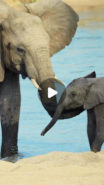 Baby Elephant Video, Elephant Gif, Mother Elephant, Intrinsic Value, Tiny Animals, Means Of Communication, Habitat Destruction, All Animals, Mother And Baby