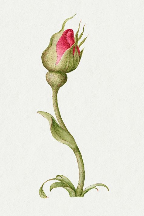 Rose Bud Illustration, Flower Bud Drawing, Rose Bud Drawing, Bud Illustration, Red Rose Drawing, Rose Botanical Illustration, Bud Flower, Tattoo Apprenticeship, Funky Tattoos