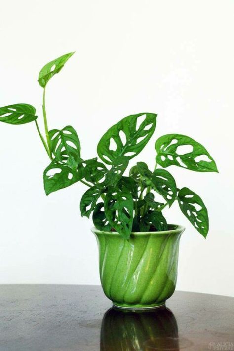 Monstera Adansonii Swiss Obliqua Monstera, Monstera Obliqua, Monkey Mask, Tanaman Indoor, Tanaman Pot, Plant Goals, Monstera Adansonii, Plants Are Friends, Plant Decor Indoor