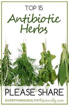 Natural Healing Remedies, Healing Plants, Herbal Healing, Natural Antibiotics, Diy Remedies, Herbs For Health, Natural Therapy, Healing Herbs, Natural Health Remedies