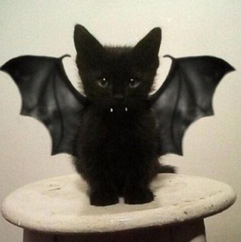 Black Cat, Bat, Halloween, White, Black