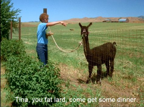 Napoleon Dynamite. Tina, you fat lard, come and get some dinner. Napoleon Dynamite Characters, Napoleon Dynamite Quotes, Funny Movie Lines, Film Ideas, Napoleon Dynamite, Movie Lines, Funny Movies, Great Movies, Bones Funny