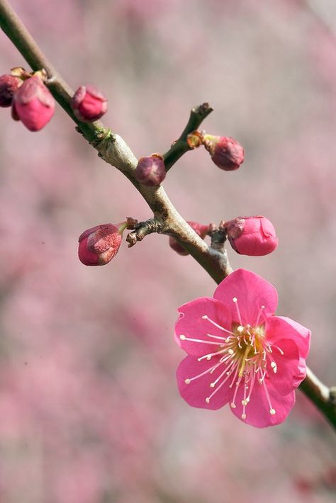 Ume Flower Tattoo, Plum Blossom Aesthetic, Lisbon Tattoo, Chinese Plum Blossom, Ume Flower, Plum Blossom Tree, Plum Blossom Painting, Chinese Stamp, Apricot Blossom