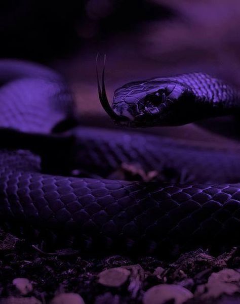 Viper Snake, Snake Wallpaper, Purple Snake, Purple Vibe, Cute Snake, Cute Reptiles, Snake Art, Dark Purple Aesthetic, Beautiful Snakes