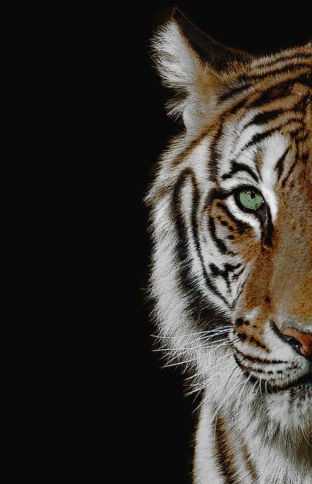 Aesthetic Tiger Wallpaper, Tiger Wallpaper Aesthetic, Tiger Aesthetics, Easy Tiger Drawing, Tiger Wallpaper Iphone, Tiger Aesthetic, Tiger Quotes, Tiger Photography, Wild Animals Photography