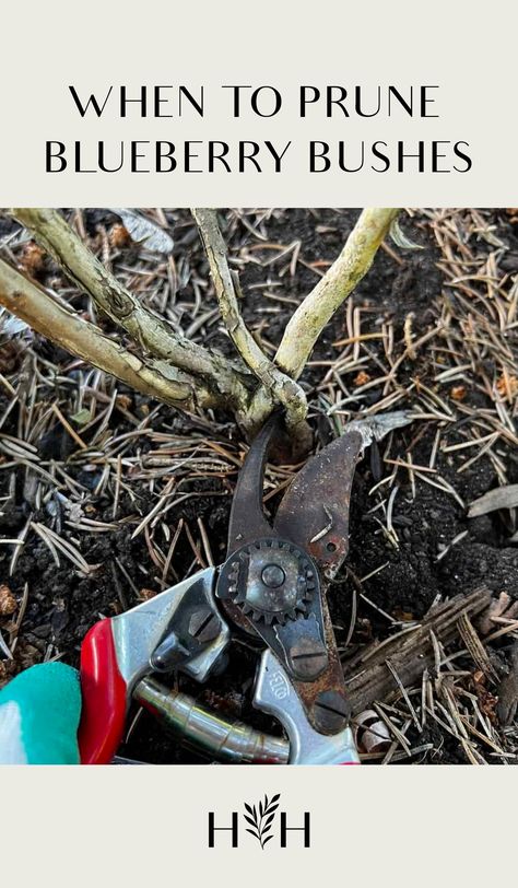 The best time to prune blueberry bushes is in late winter. Established blueberry bushes can also be pruned in early spring. Pruning during the offseason while the plant is dormant minimizes negative effects on the plant while also allowing you to see the branches without the leaves obscuring the structure. Routine annual pruning typically starts … Pruning Blueberries, Fruit Garden Landscape, Pruning Blueberry Bushes, Gardening Memes, Highbush Blueberry, Growing Blueberries, Berry Garden, Blueberry Plant, Strawberry Garden