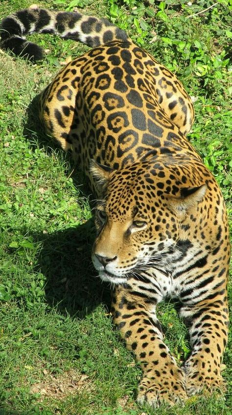 Macan Tutul, Animals Tiger, Jaguar Animal, Regnul Animal, Christine Feehan, Tiger Cat, Animals Amazing, Majestic Animals, Amazing Animals