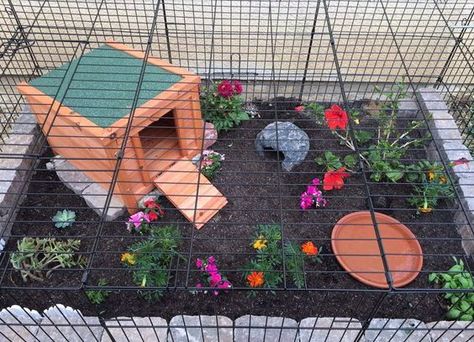 Make a tortoise enclosure in a dog crate! #DIY - PetDIYs.com Tartaruga Habitat, Dog Pen Outdoor, Turtle Cage, Outdoor Tortoise Enclosure, Russian Tortoise Diet, Turtle Homes, Tortoise House, Tortoise Enclosure, Tortoise Table