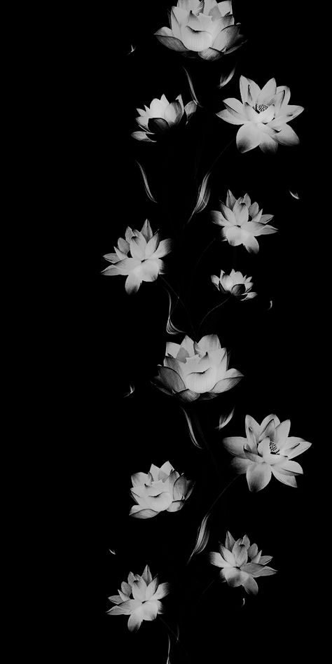 Iphone Wallpaper Modern, Flowers Black Background, Cute Black Wallpaper, Cool Backgrounds Wallpapers, Dark Flowers, Iphone Wallpaper Images, Dark Phone Wallpapers, Wallpaper Nature Flowers, Phone Wallpaper Images