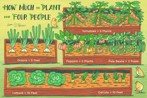 It's time to plan the vegetable garden, but how much should you plant per person to feed your family? Planting Lettuce, Backyard Garden Layout, Small Vegetable Gardens, Garden Layout Vegetable, Pole Beans, Survival Gardening, Veg Garden, Square Foot Gardening, Vegetable Garden Design