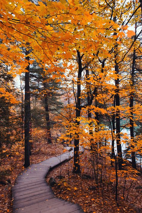 Boardwalk | Carolene | Flickr Free Fall Wallpaper, Autumn Scenes, Autumn Scenery, Autumn Beauty, Yellow Leaves, Fall Pictures, Autumn Cozy, Autumn Aesthetic, Fall Wallpaper