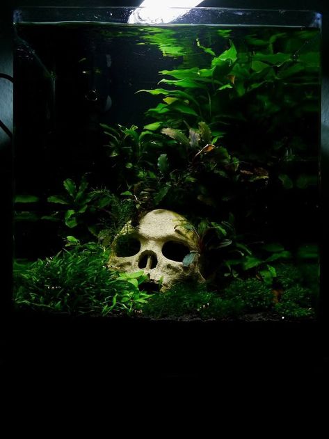 Haunted Fish Tank, Dark Fish Tank Ideas, Octopus Pet Tank, Spooky Fish Tank Ideas, Crystal Fish Tank Decor, Spooky Fish Tank, Black Gravel Fish Tank, Dark Academia Fish Tank, Planted Aquarium Ideas Aquascaping