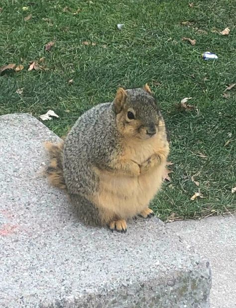 Cute Adorable Animals, Michigan Animals, Micro Squirrel, Fat Squirrel, Fat Animals, Tattoo Nature, Animals Tattoo, Squirrel Pictures, Cute Small Animals