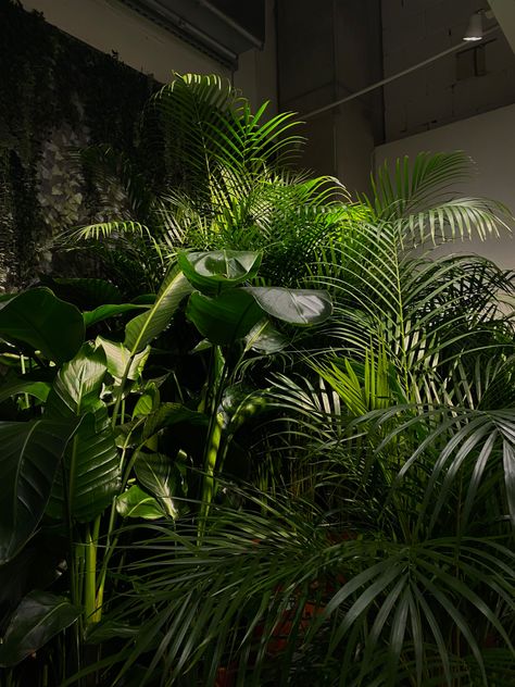 aesthetic, nature, dark aesthetic, green, plants, plants aesthetic, aesthetics, nature aesthetic, dark theme Houseplants Aesthetic Dark, Clean Natural Aesthetic, Dark Green Plants Aesthetic, Black White And Green Aesthetic, Aesthetic Nature Dark, Dark Green And Gold Aesthetic, Dark Plant Aesthetic, Nature Dark Aesthetic, Green Plant Aesthetic