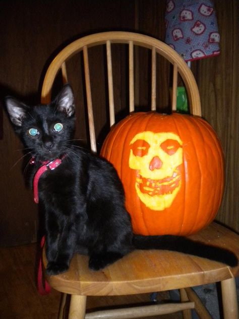 my Halloween Misfits Pumpkin carving (with my kitty) ;) Misfits Pumpkin, Pumpkin Cat Carving, Misfits Halloween, Nostalgic Fall, Cat Carving, Halloween Friday The 13th, Fall Cats, Pumpkin Carving Patterns, Pumpkin Cat