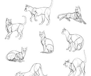 cat, reference, and cat drawing image Sketches Of Cats, How To Draw Cats, Draw Cats, Cat Drawing Tutorial, Cat Anatomy, Cat Steps, Cat Body, Cat Reference, Human Figure Drawing