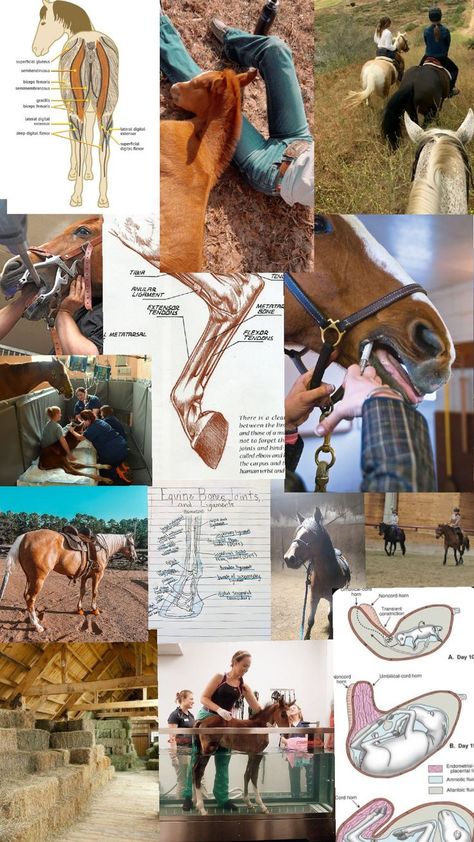 Science Vision Board, Equine Vet Tech, Veterinarian Career, Equine Science, Vet School Motivation, Equine Veterinarian, Vet Tech Student, Equine Veterinary, Board Collage