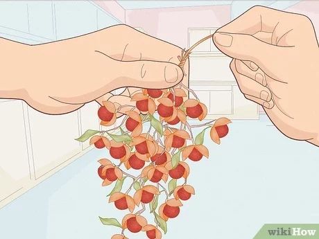 How to Dry Bittersweet Vine: 9 Steps (with Pictures) - wikiHow Fun Bittersweet Vine Ideas, Bittersweet Decor, Bittersweet Vine, Diy Arrangements, Wild Berry, Fall Decorations, Red Berries, Bright Red, Fall Decor