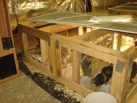 Simple grow out pens/brooders built of free pallet wood. Made into frames that can be added or subtracted as needed and with barriers between sections. Cam be made in only an hour. Pallet Brooder, Chicken Grow Out Pen, Chicken Brooder, Chicken Coop Run, Free Pallets, Rabbit Hutches, Chicken Coops, Raising Chickens, Flexible Design