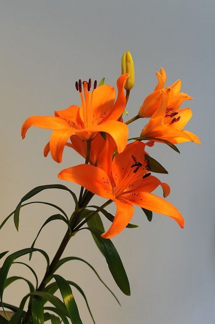 Orange Lily Flower Aesthetic, Tiger Lily Photography, Dragon Lily Flower, Tiger Lilies Flowers, Lilly Flower Aesthetic, Flower Aesthetic White, Lillies Aesthetic, Lillies Flowers, Flower Lilly