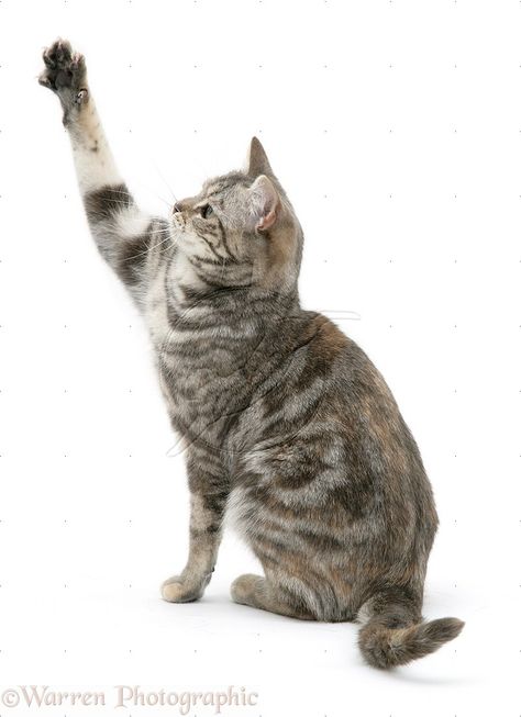 paw up Cat With Paws Up, Cat Pawing At Something, Cats Reference, Cat Poses, Cat References, Cat Png, Cat Reference, Cat Pose, Cat Paw