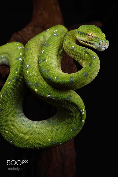 Genderfluid Loki, Python Drawing, Loki Sigyn, Green Tree Python, Tree Python, Loki And Sigyn, Snake Images, Snake Photos, Nature Aesthetics