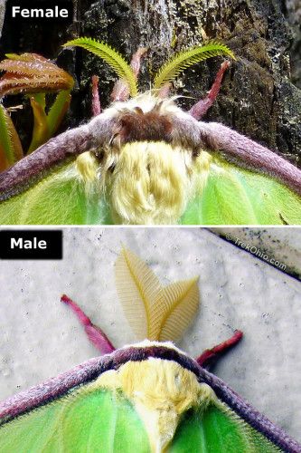 The male luna moth (bottom) has a wide and luxuriant antenna, while the female's antenna (top) is narrow and spindly. Moth Antenna, Burnt Tree, Atlas Moth, Lunar Moth, Luna Moth, Suit Design, Creature Comforts, Arachnids, Male And Female