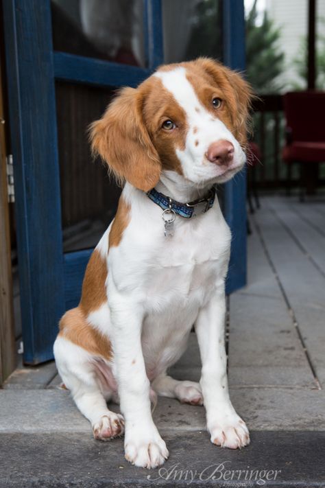 Actually in love Brittney Dog, Breton Dog, Britney Spaniel, Brittany Puppy, Brittney Spaniel, Brittany Puppies, Perro Cocker Spaniel, French Brittany, Brittany Spaniel Dogs