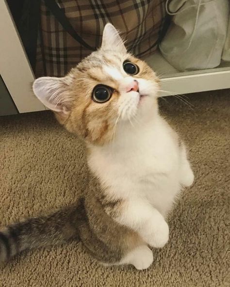 #cats #cat #kitty #meow #cat#cats #cutecat #cutecats #kitten #kitties #kittens #adorable #cuteness #cutenessoverload #cutenessoverloaded Munchkin Kitten, Cute Cat Names, Cute Cat Memes, Munchkin Cat, Cute Cat Drawing, Söt Katt, Cute Cat Breeds, Drawing Faces, Cute Little Kittens