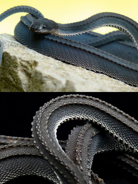 Non Venomous Snakes, Flying Snake, Dragon Snake, Cool Snakes, Reptile Snakes, Cute Reptiles, Cute Snake, Beautiful Snakes, Nocturnal Animals