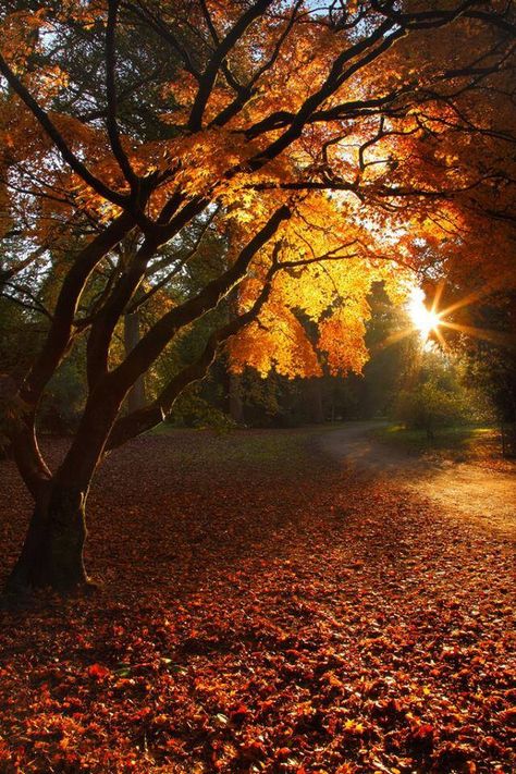 Naturbilder: schöne #Naturbilder #Natur #Herbst 101 Kiskutya, Leaves On The Ground, Sunday Photos, Matka Natura, Belle Nature, Have Inspiration, Fotografi Alam Semula Jadi, Airbrush Art, Autumn Scenery